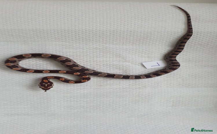 Corn Snake reptiles - Advert 13