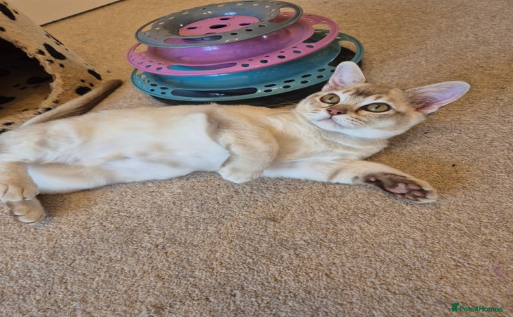 Burmilla cats Gorgeous Pedigree Male Burmilla Kitten - Advert 2