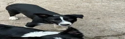 Border Collie dogs for sale: 2 X Male Welsh border collie pups in Crickhowell - Advert 5