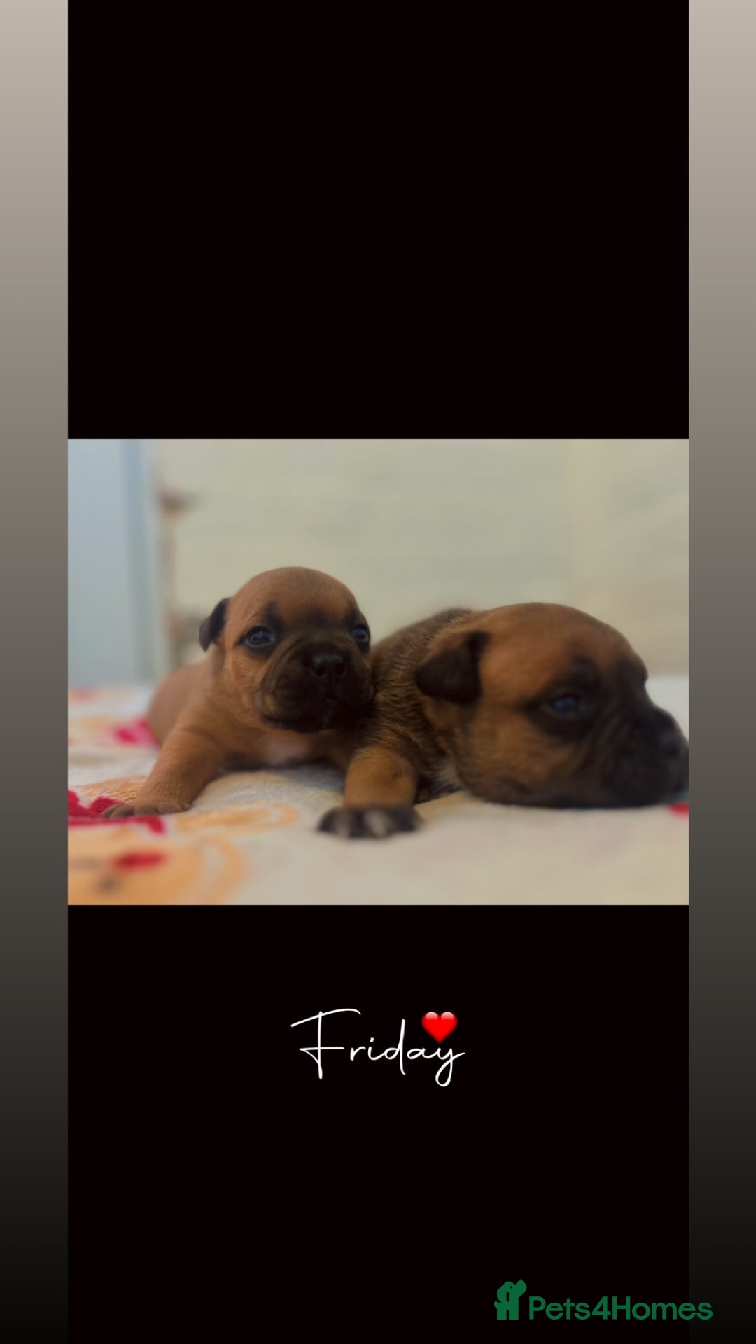 Staffordshire Bull Terrier dogs for sale: Outstanding boys ✨ - Advert 3