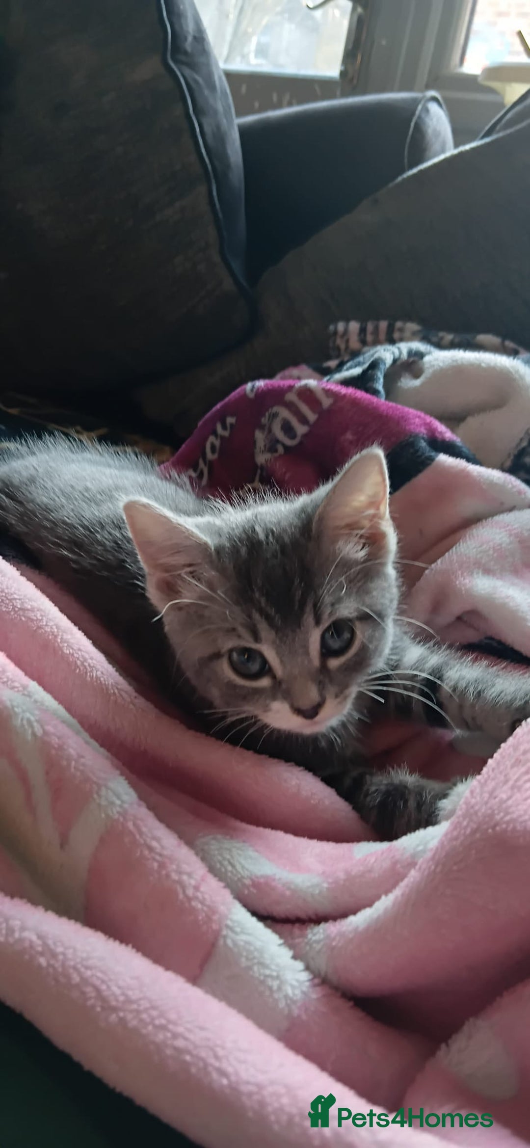 Mixed Breed cats for sale: 3 Blue British shorthair and Mancoon mixed kittens - Advert 6