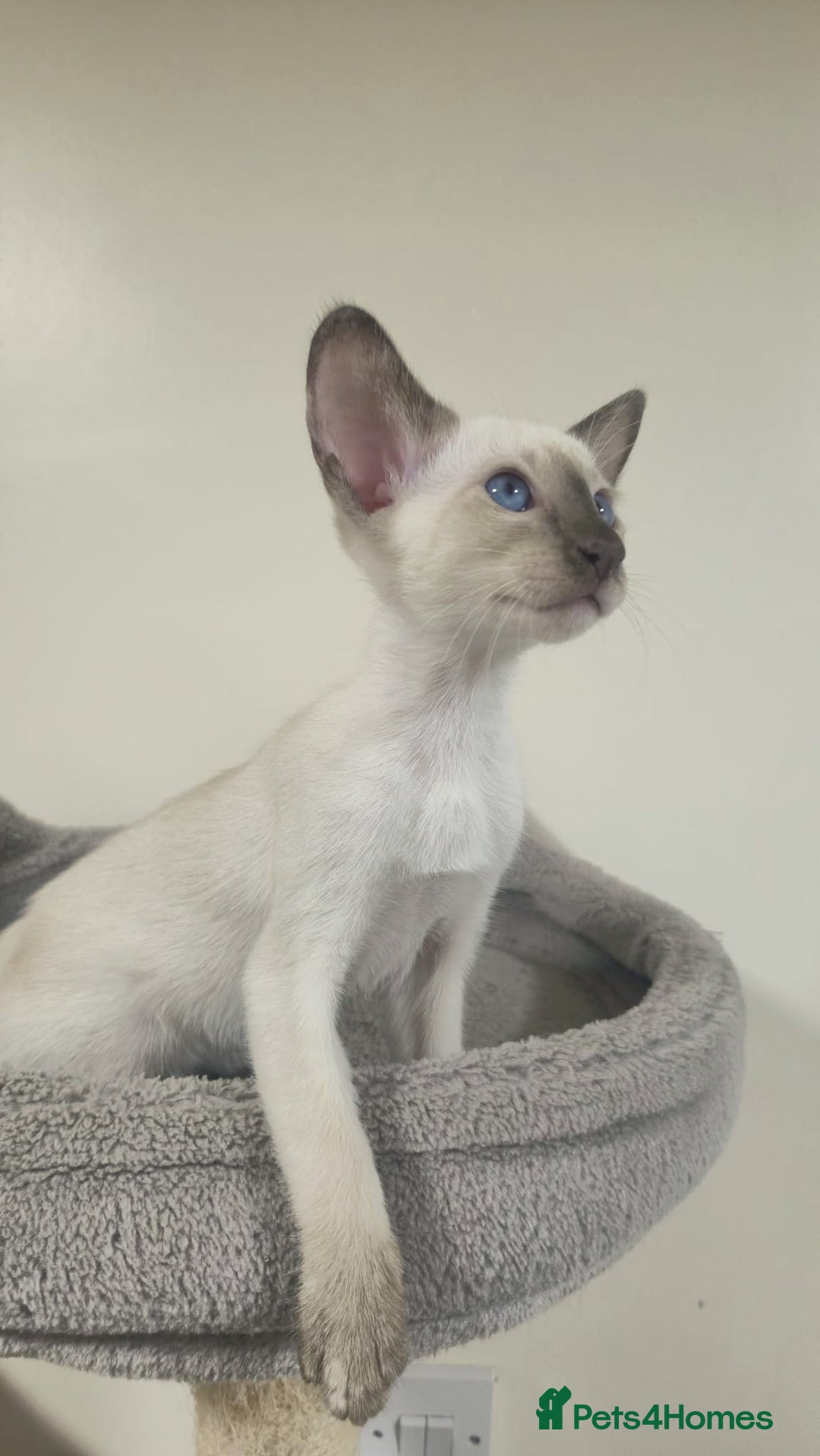 Siamese cats for sale: GCCF Registered Chocolate Tortie Siamese Girl. - Advert 10