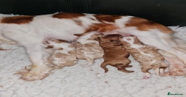 Cavapoo dogs - Advert 4