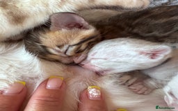 Bengal cats for sale: TICA Reg Bengal Kittens - Browns, Lynx & Mink - Image 26