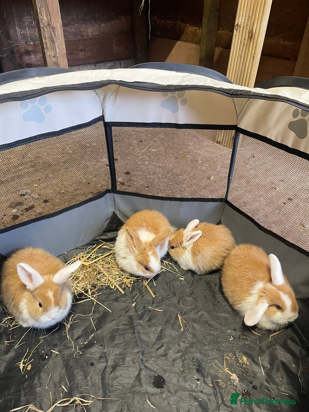 Mini Lop rabbits for sale: Extra Special Mini Lop Babies Bunnies  - Advert 15