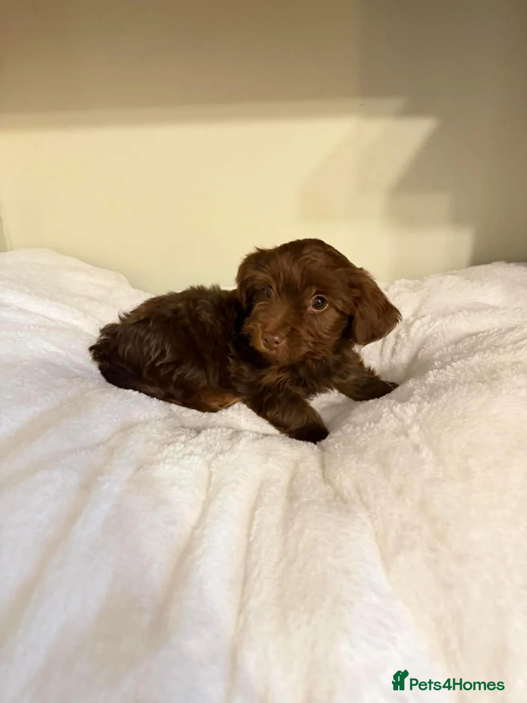 Dachshund dogs for sale: 6 dachshund puppies for sale   - Advert 1