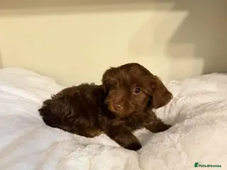 Dachshund dogs 6 dachshund puppies for sale - Advert 2