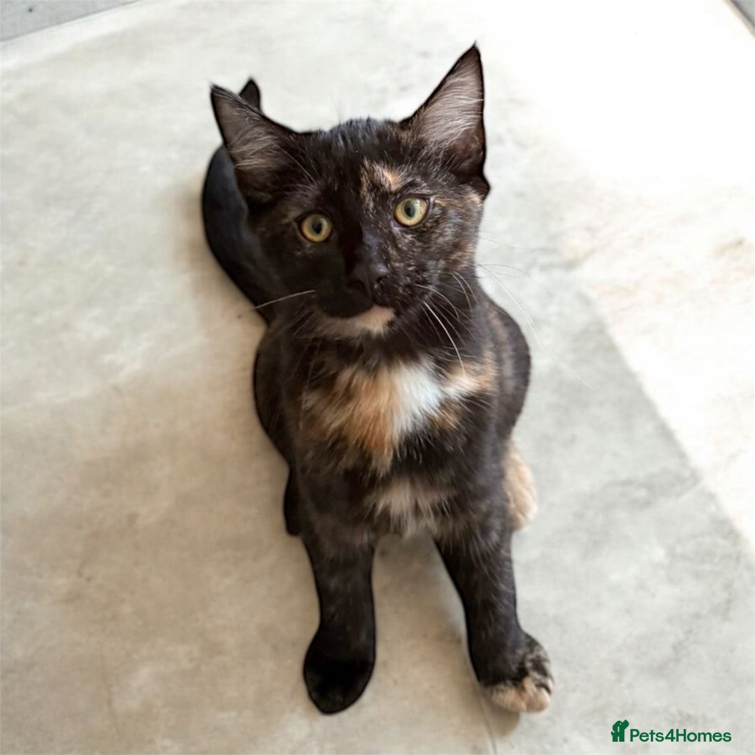 Mixed Breed cats for sale: Maine coon cross  - Advert 3