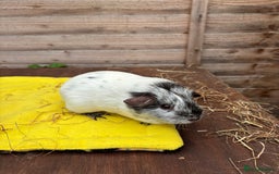 Guinea Pig rodents for sale: Dalmatians - Image 11