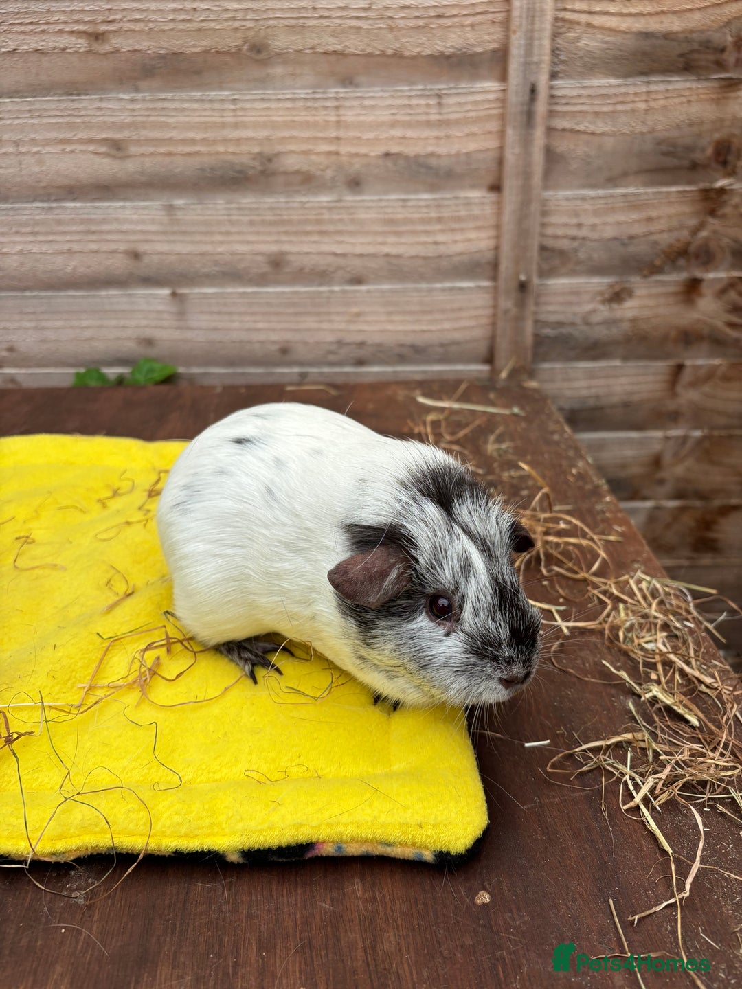 Guinea Pig rodents for sale: Dalmatians - Image 11