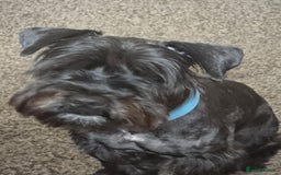 Mixed Breed dogs for sale: Shnorky - Image 2