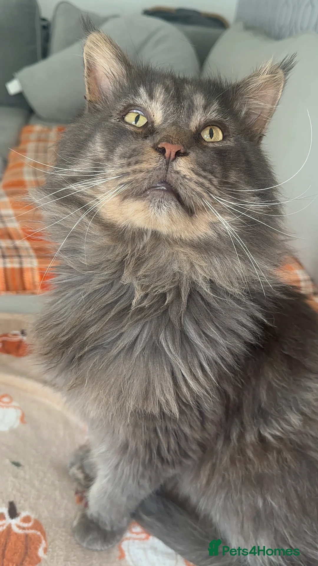 Maine Coon cats for sale: Huge TICA ACTIVE CHAMPIONSHIP BREEDING MALE - Advert 10