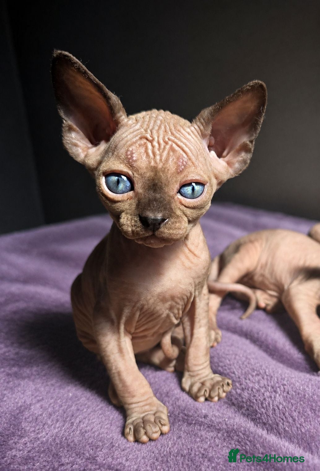 Sphynx cats SPHYNX KITTENS 😸 TICA ♥️ TESTED - Advert 1