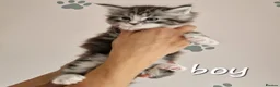 Maine Coon cats for sale: Pedigree XXL mainecoon kittens  - Advert 10