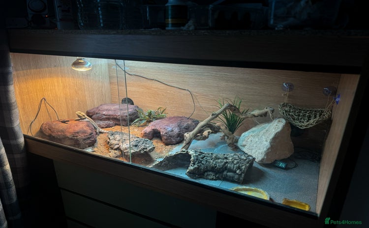Bearded Dragon reptiles - Advert 1