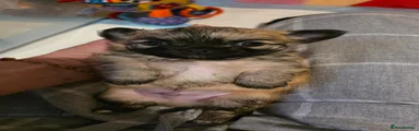 Chihuahua 1