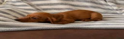 Dachshund dogs for sale: Dachsund puppies in Hull - Advert 9