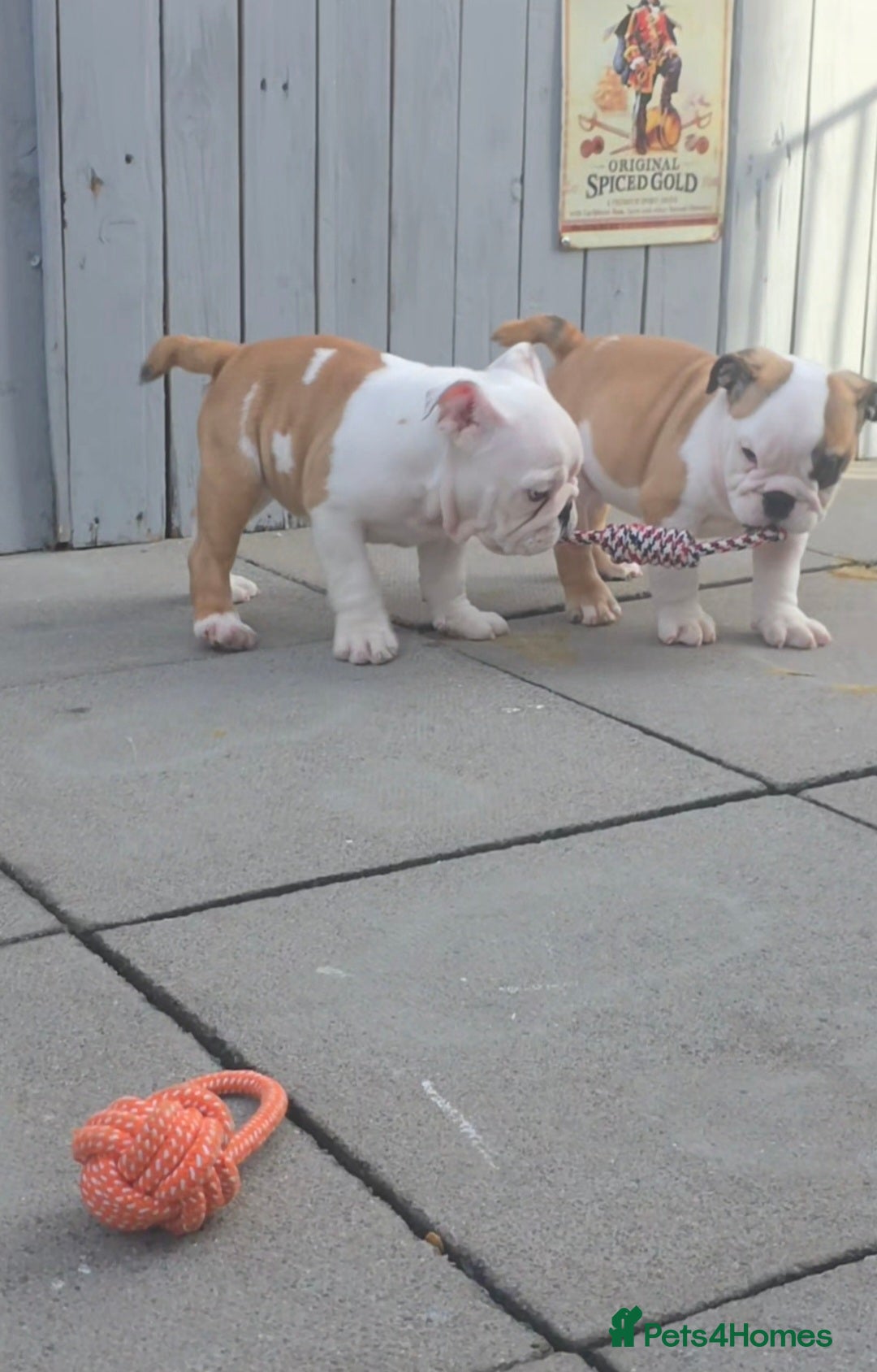 English Bulldog dogs English bulldog pups READY TO GO!!  - Advert 8