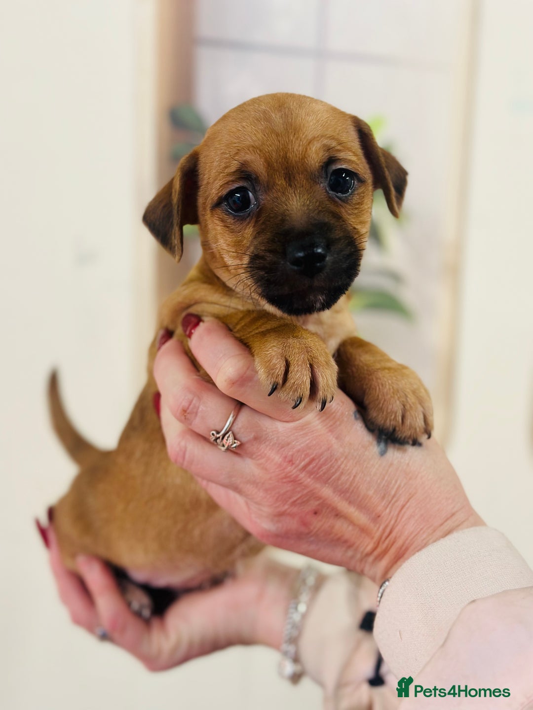 Jack Russell dogs for sale: Fine examples of jr pups 🐶  - Advert 6