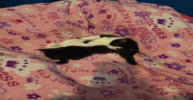 Mixed Breed cats - Advert 14