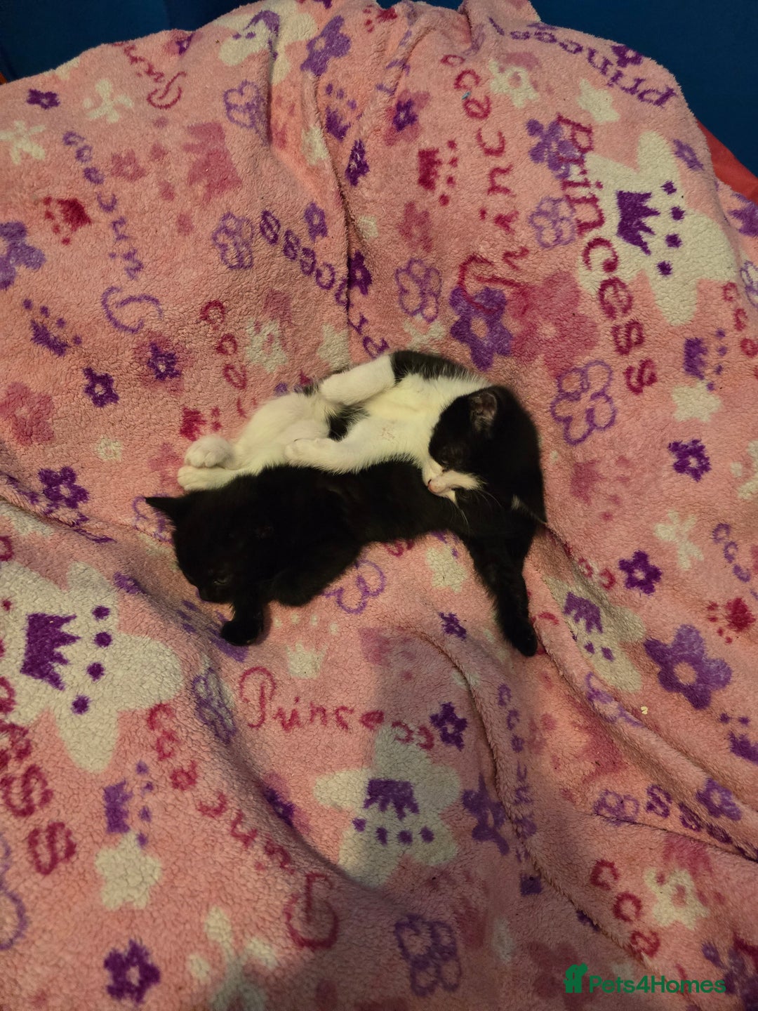 Mixed Breed cats for sale: Kittens - Image 3