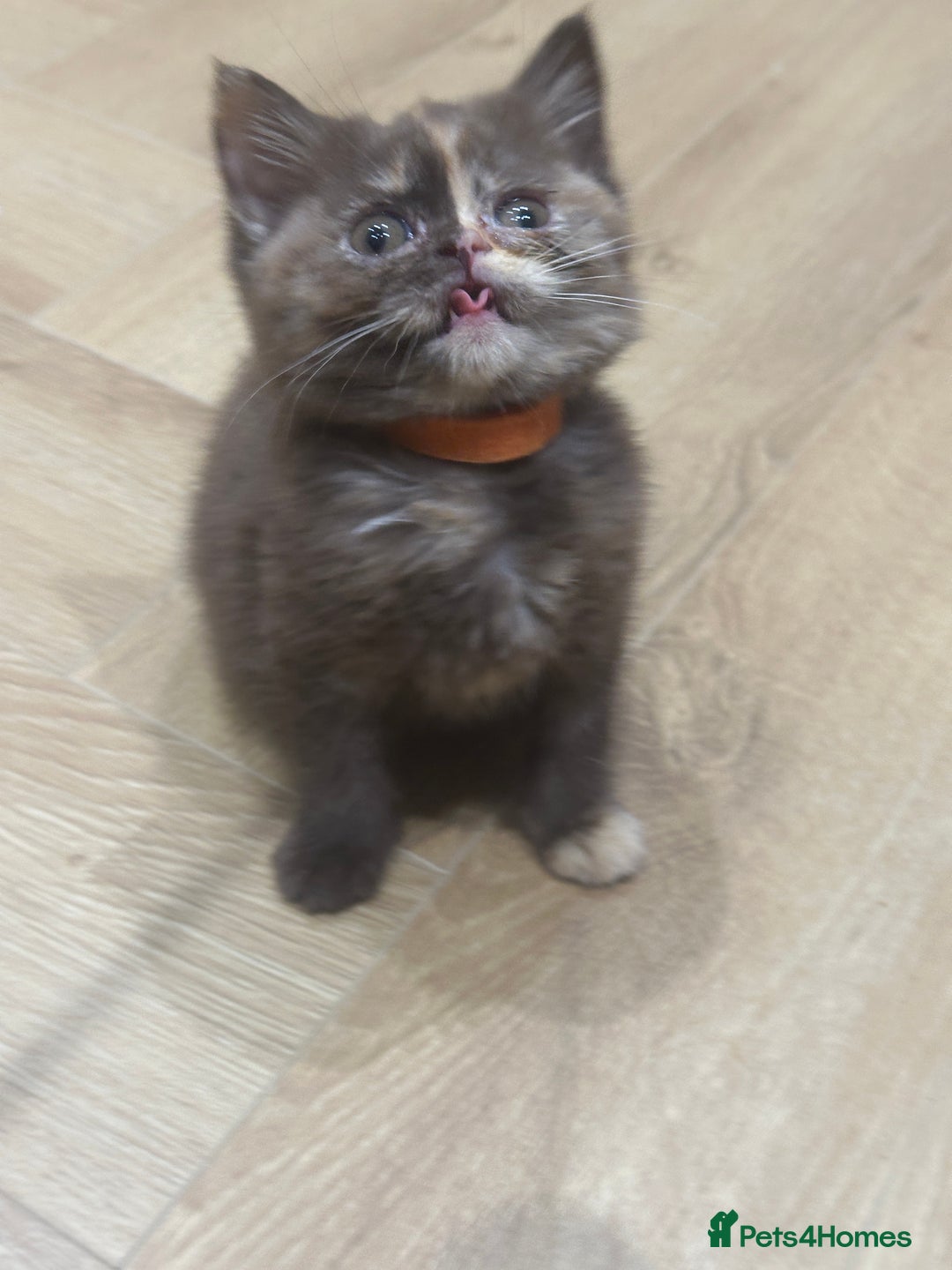 British Shorthair cats for sale: 😻LAST GORGEOUS TORTIE READY FOR NEW HOME😻🎀 - Advert 27