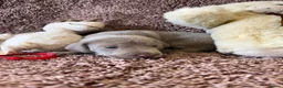 Weimaraner dogs for sale: Weimaraner Silver Grey Girl Pups - Ganult showline - Advert 12