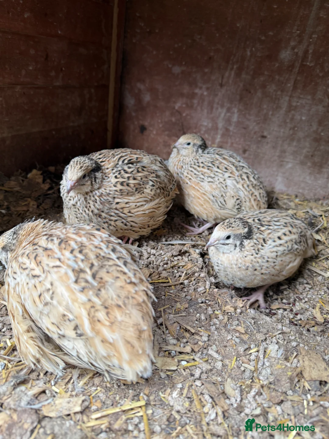 Quail poultry for sale: Japanese jumbo coturnix quails  in Luton - Advert 1