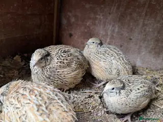 Quail poultry Japanese jumbo coturnix quails - Advert 1