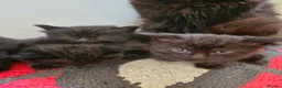 Maine Coon cats for sale: Beautiful black fluffy kittens - Advert 9