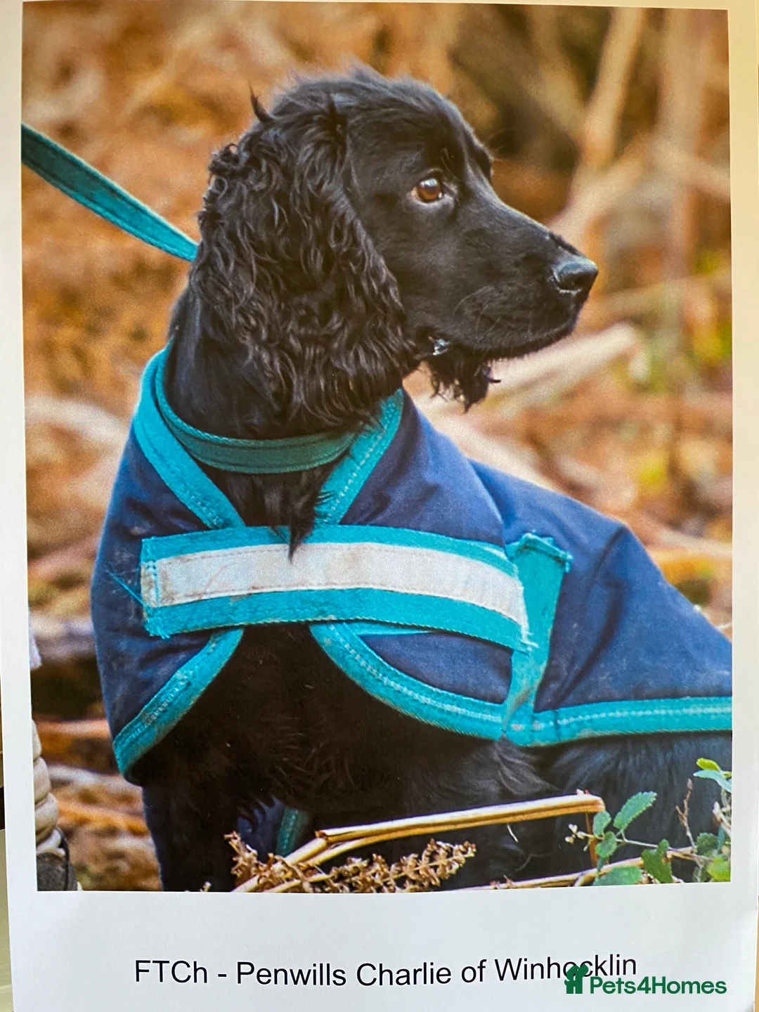 Cocker Spaniel dogs for sale: KC Registered Litter of Cocker Spaniels - Advert 12