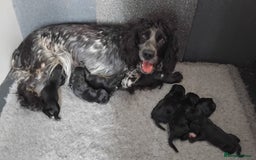 Cocker Spaniel dogs for sale: KC registered working cocker spaniel puppies. - Image 4