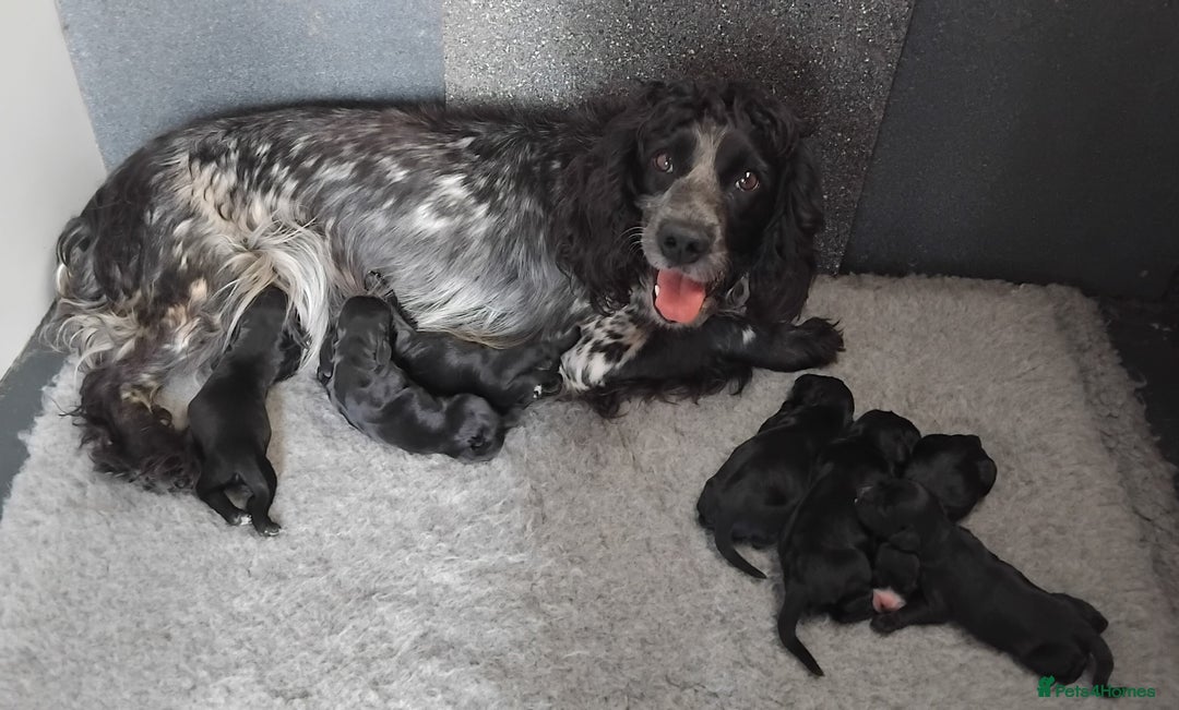 Cocker Spaniel dogs for sale: KC registered working cocker spaniel puppies. - Image 4