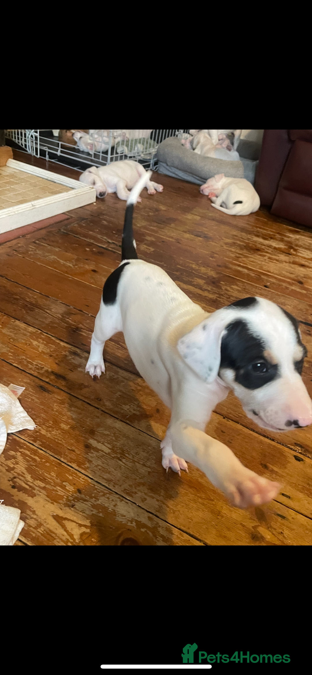 Mixed Breed dogs for sale: adorable Lurcher puppies - Image 19