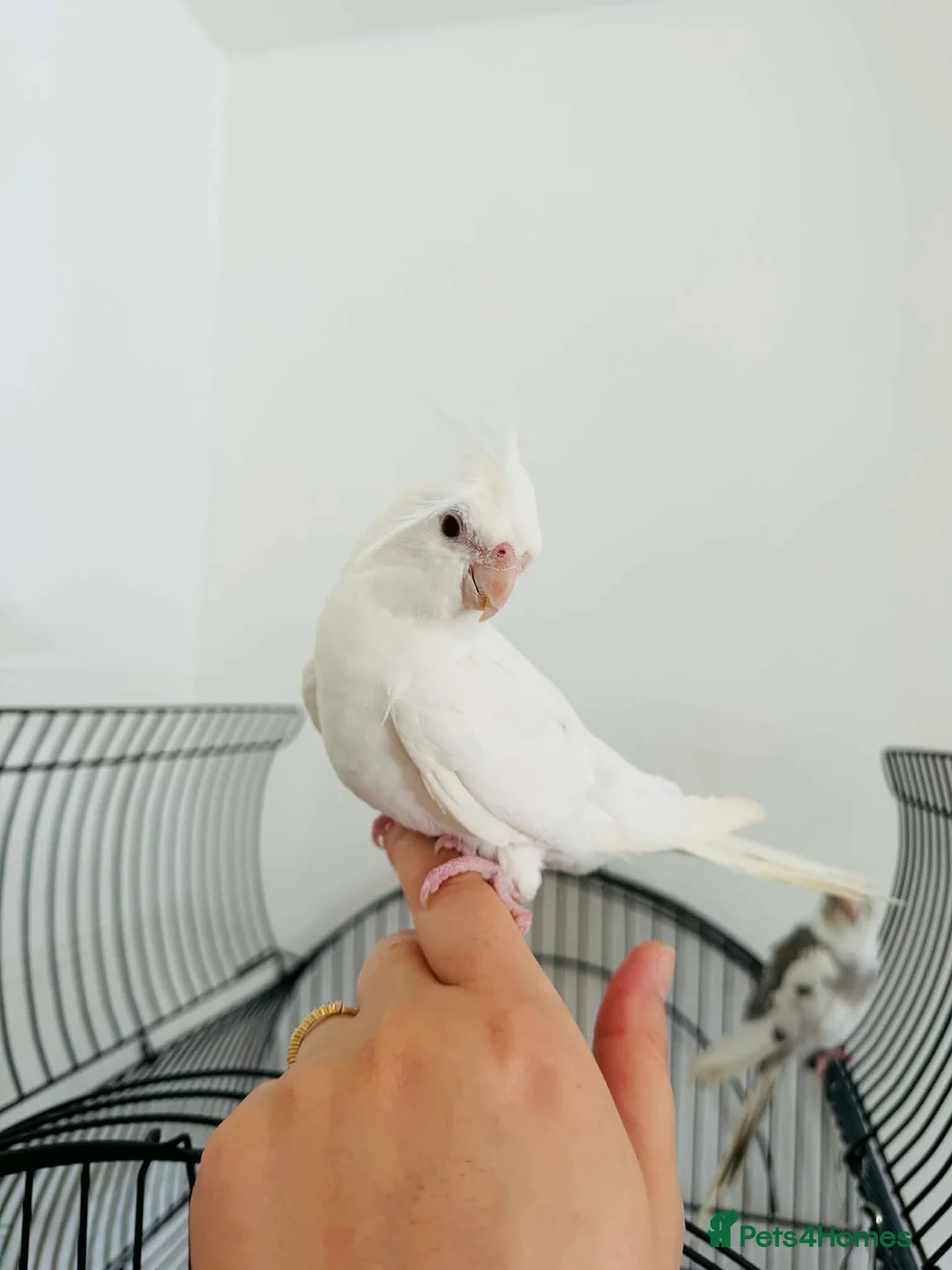 Cockatiels birds for sale: 🐦 Beautiful Pair of Cockatiels for Sale in Southsea - Advert 2