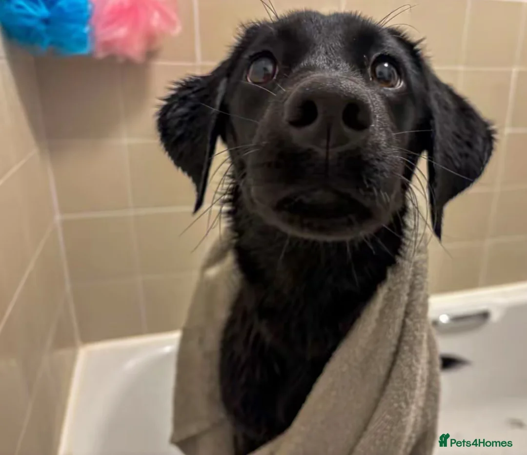 Labrador Retriever dogs for sale: 9 month old Labrador for rehoming - Advert 2