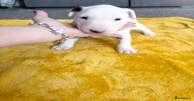 English Bull Terrier dogs - Advert 15