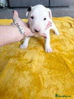 English Bull Terrier dogs - Advert 3