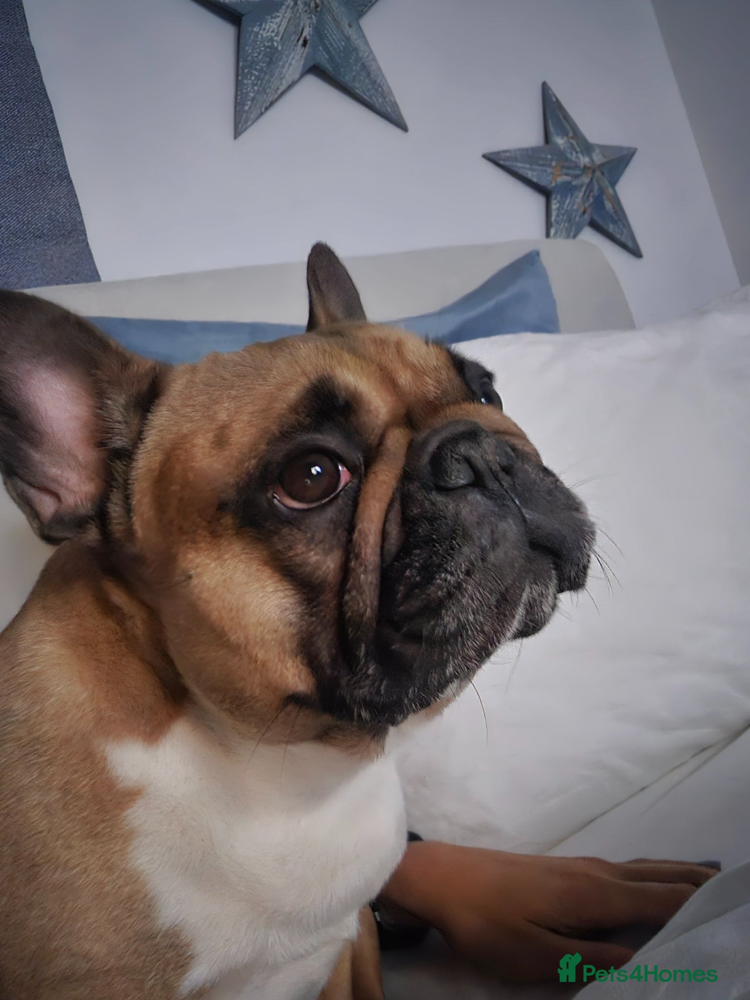 French Bulldog dogs Meet Colin  - Advert 1