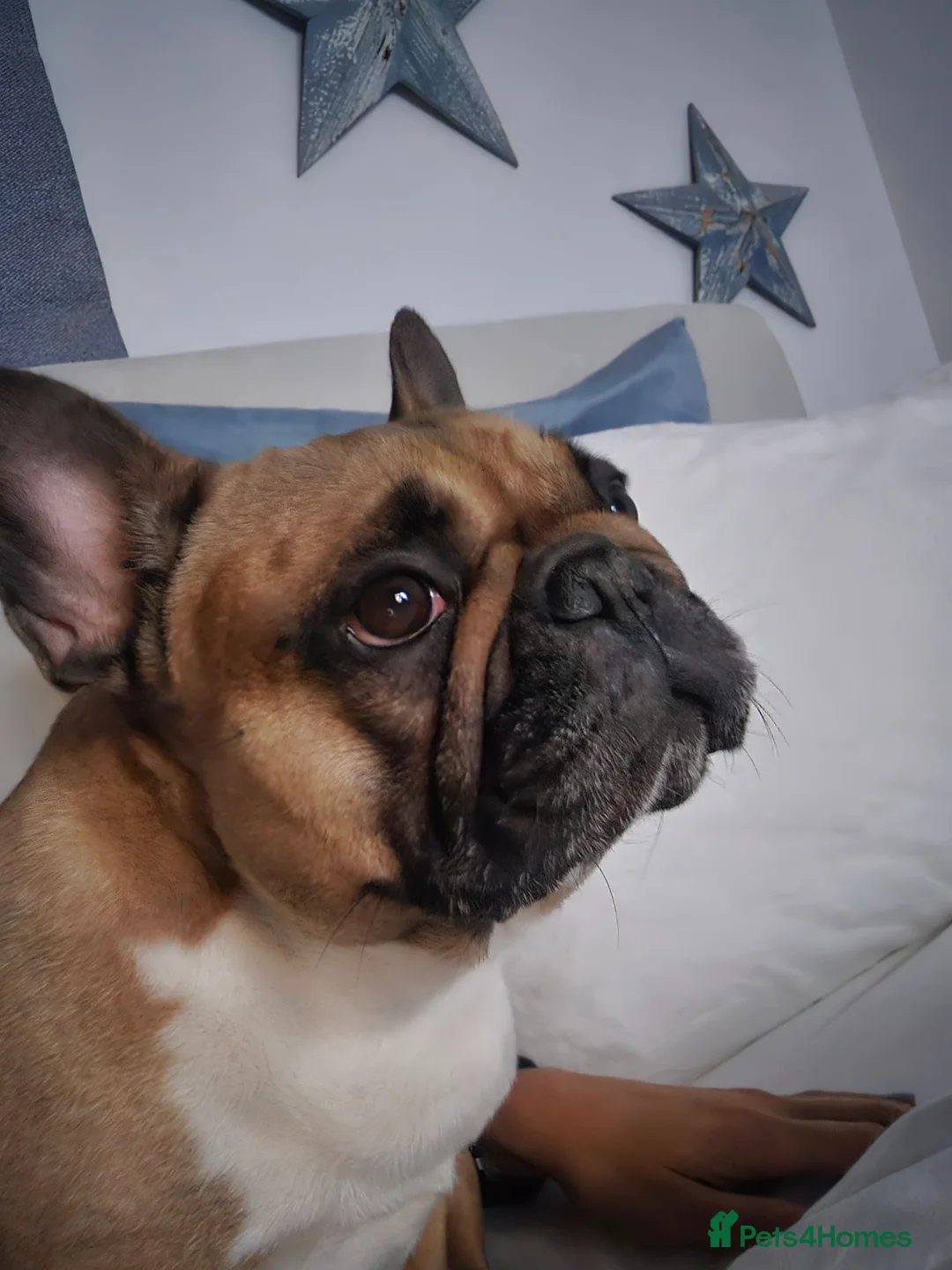 French Bulldog dogs for adoption: Meet Colin  - Advert 1