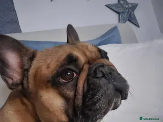 French Bulldog dogs Meet Colin - Advert 1