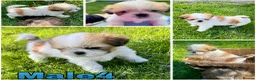 Lhasa Apso dogs for sale: Lhasa apso puppies  - Advert 5