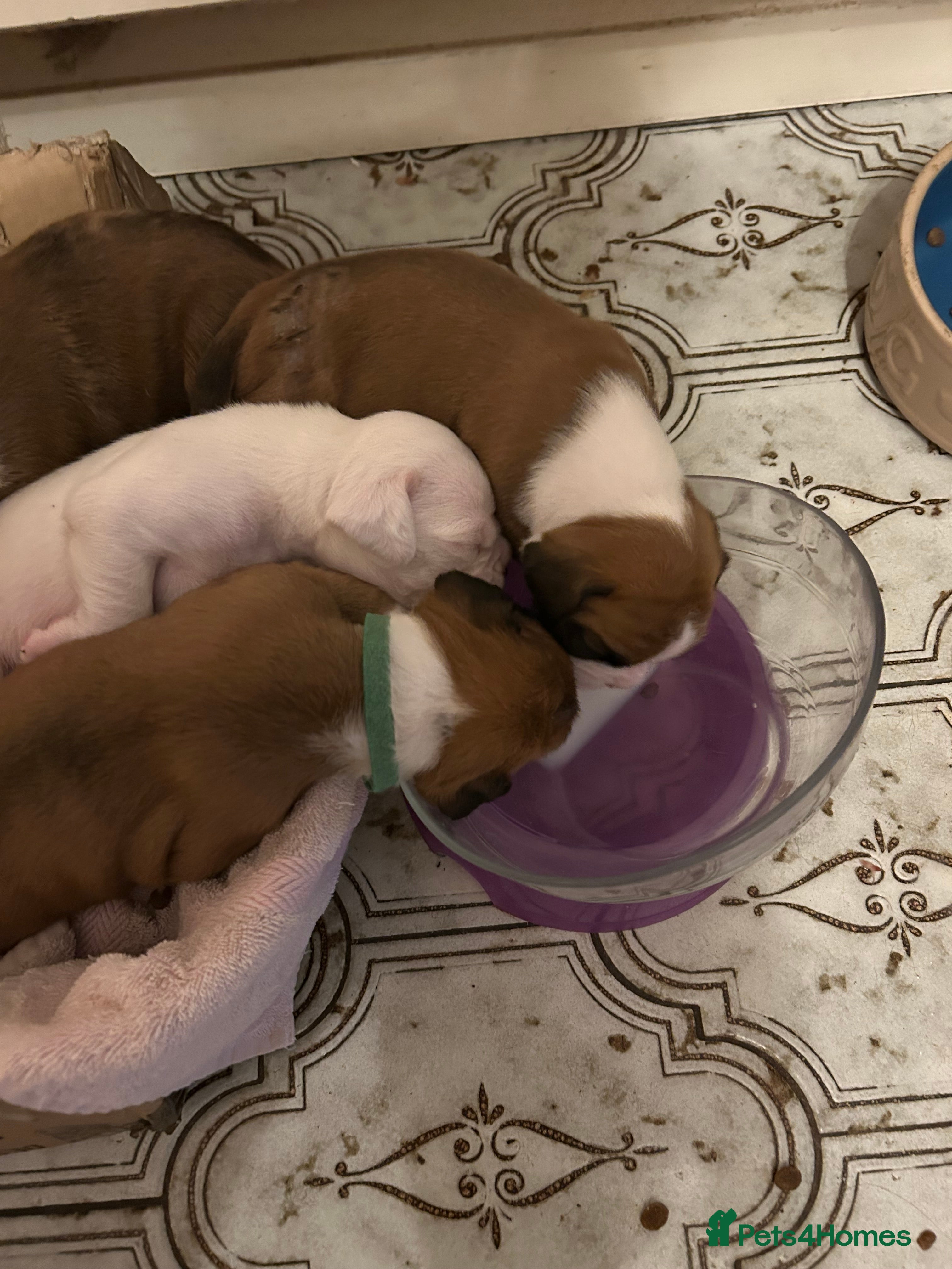 Boxer dogs for sale: Beautiful Boxer Puppies - long tailed boys/girls - Advert 2