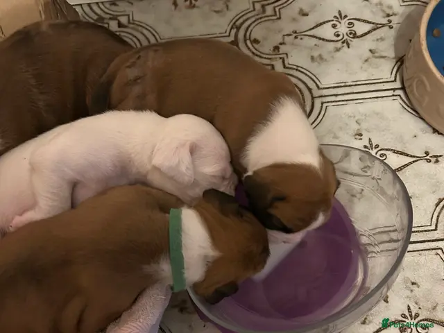 Boxer dogs for sale: Beautiful Boxer Puppies - long tailed boys/girls - Advert 2
