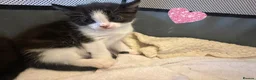 Mixed Breed cats for sale: Litter of Black & Black-and-White Kittens in Inverurie - Advert 2