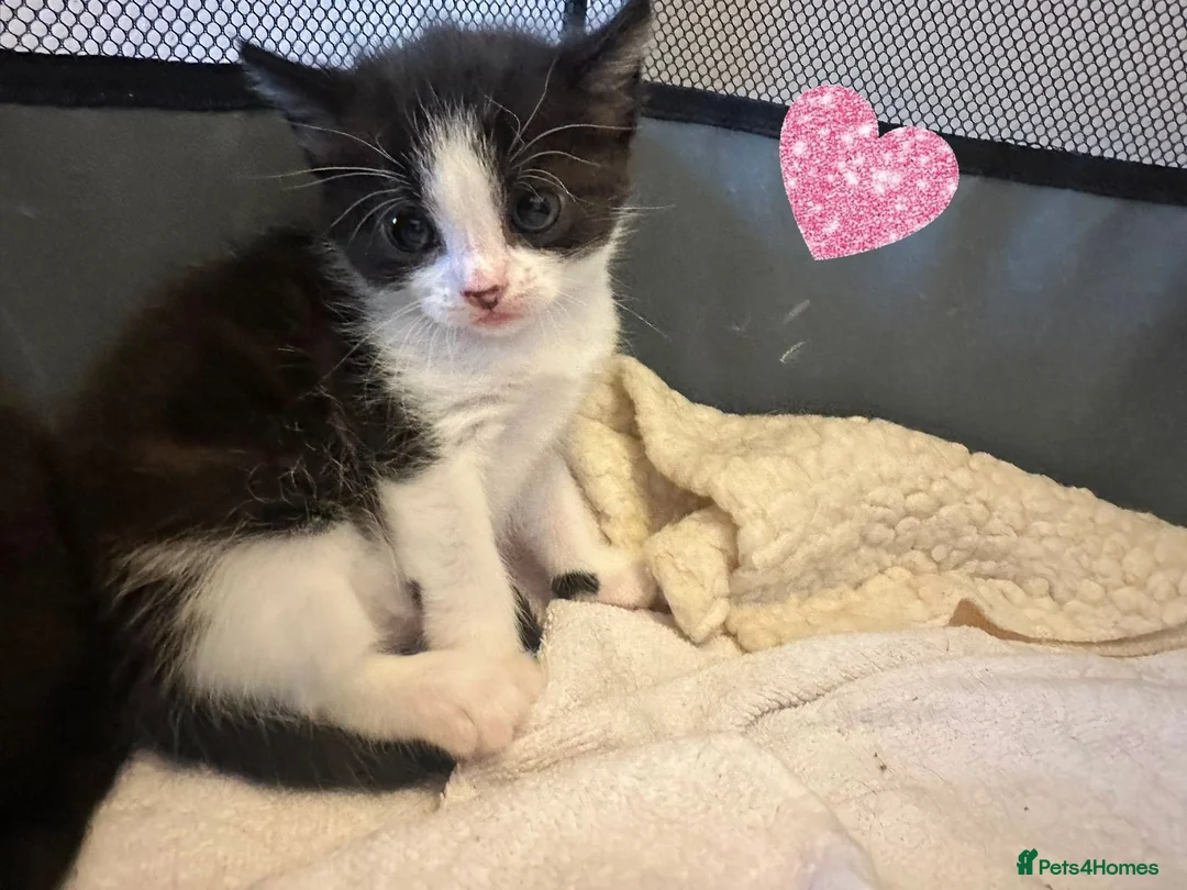 Mixed Breed cats for sale: Litter of Black & Black-and-White Kittens in Inverurie - Advert 2