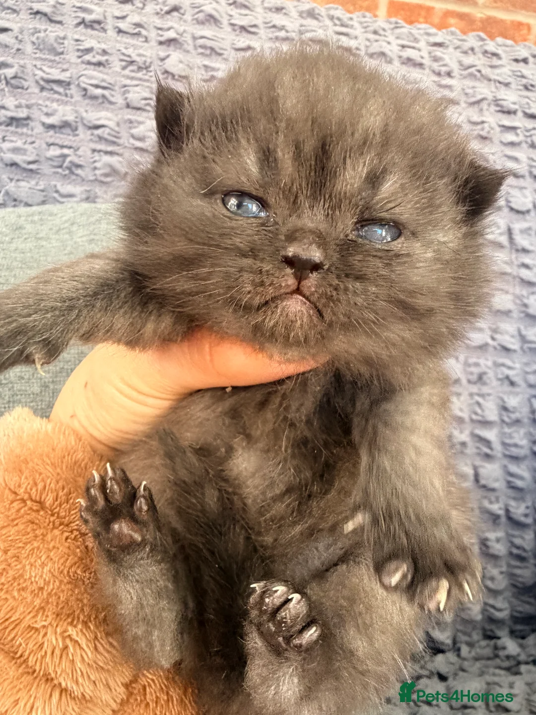 Scottish Fold cats for sale: Scottish fold❤️❤️❤️❤️ - Advert 17