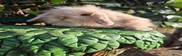 Mini Lion Lop rabbits for sale: Mini lion lops - Advert 9