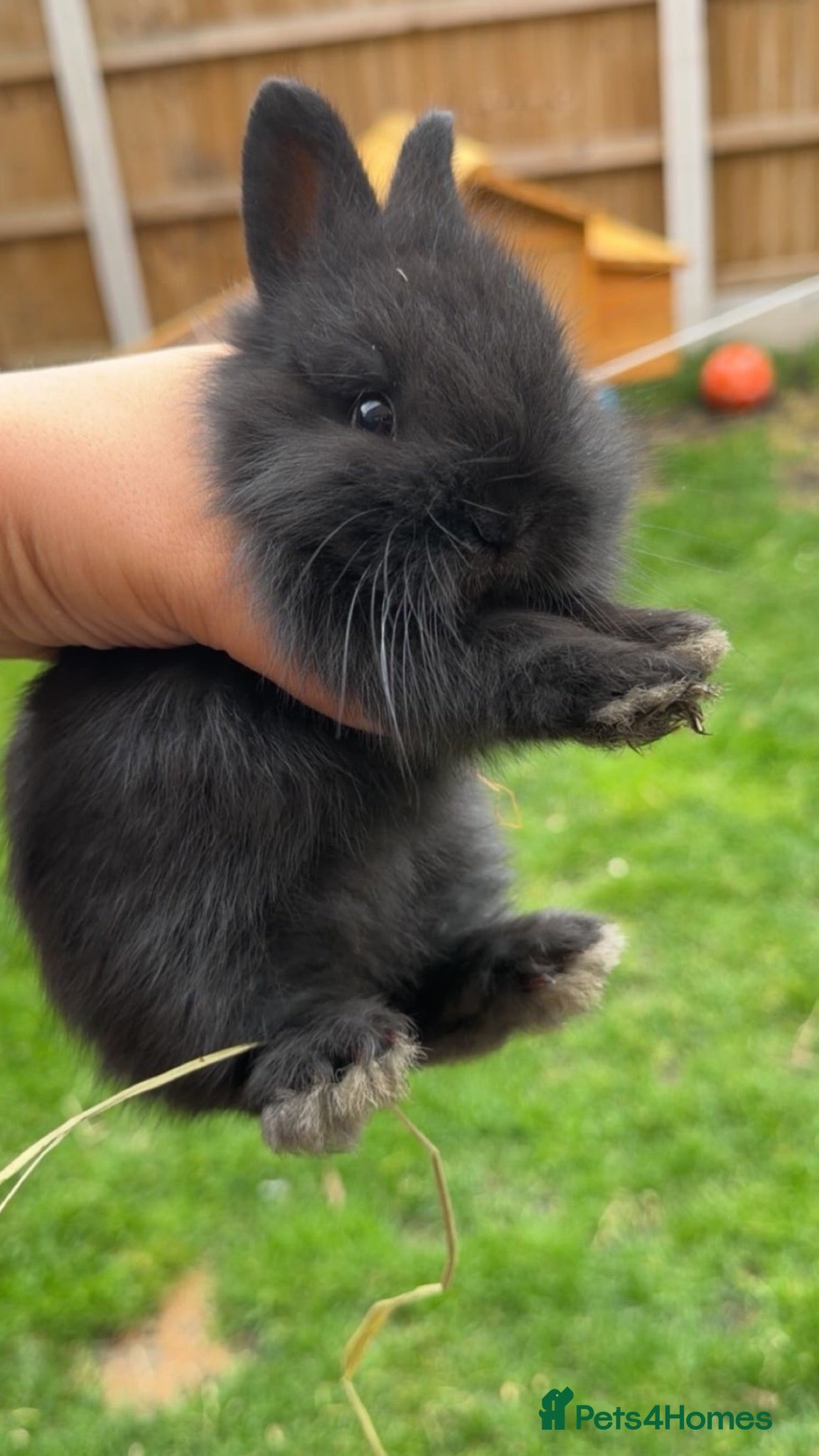 Netherland Dwarf rabbits  Netherland dwarf x lion head BABY rabbits 🐰  - Advert 2
