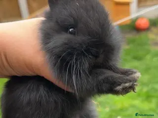 Netherland Dwarf rabbits Netherland dwarf x lion head BABY rabbits 🐰 - Advert 2